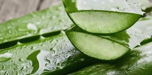 拂手瓜尖怎么吃,拂手瓜尖的多样美味吃法探索