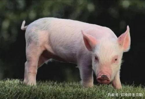 哪些明星是属猪,揭秘属猪的璀璨明星