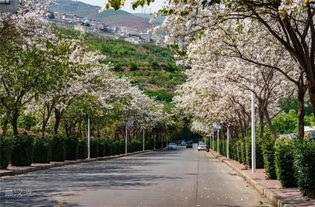 汉源网红事件,揭秘网络舆论的风暴与反思