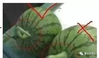 小瓜小瓜四处吃瓜,穿梭瓜田的美食探险之旅