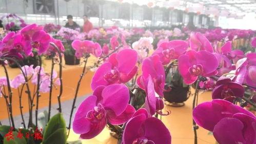 邵阳网红农博会门票,畅游田园盛宴，解锁乡村新风尚