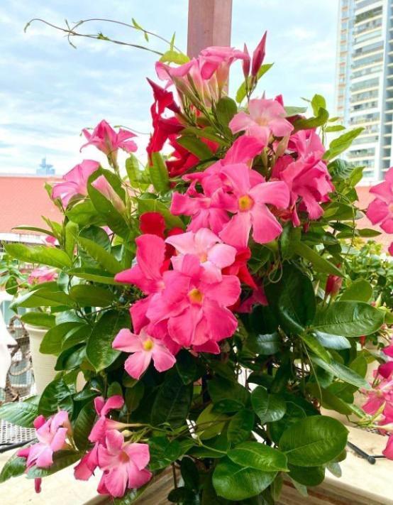 今日头条生存的植物,盘点那些顽强生存的植物世界