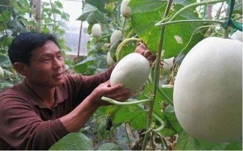 长藤瓜怎么吃,探索美味与营养的完美结合