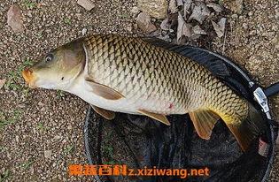 草鱼吃瓜亭鲤鱼吃吗,鲤鱼是否也偏爱此味？
