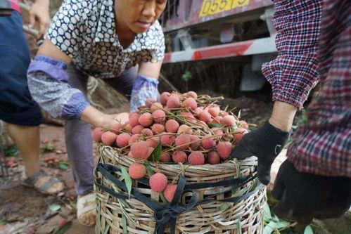 中源果农员工吃瓜,夏日吃瓜活动温馨上演