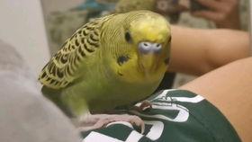 虎皮鹦鹉吃瓜嘛,揭秘它们对瓜果的喜爱