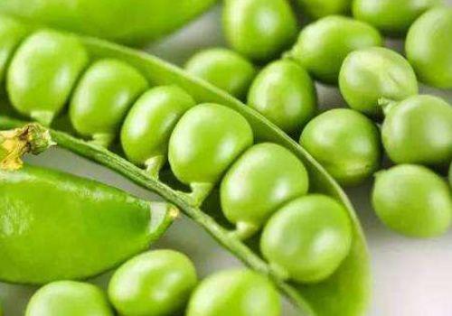 吃瓜的荷兰豆,探寻美食背后的故事