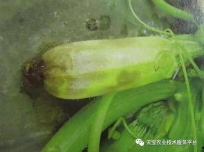 梦见吃烂黄皮子瓜