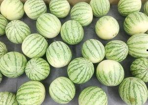 跟着安静吃瓜,品味瓜界盛宴