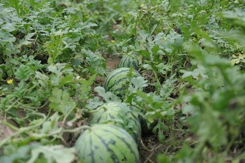 溧阳最新吃瓜事件