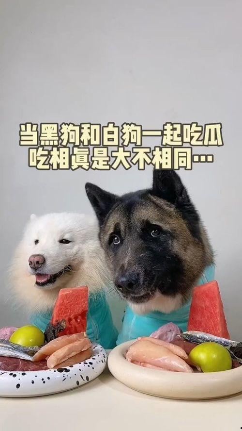 萌宠吃瓜983,揭秘宠物界的趣味故事