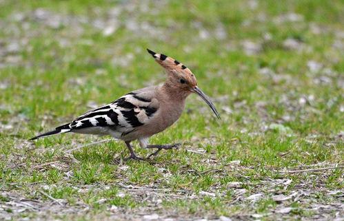 51fun吃瓜站朝阳 啄木鸟