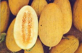 深夜吃哈密瓜文案,甜蜜梦境中的美味诱惑