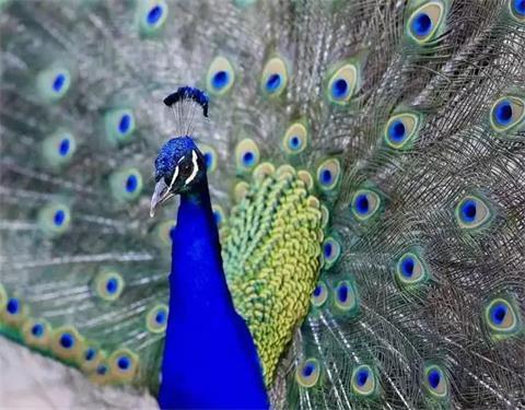 马熊孔雀图片明星