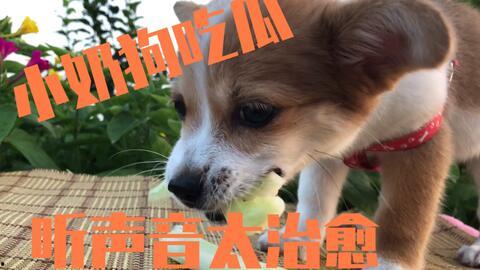 可爱的小狗吃瓜,小狗吃瓜萌态百出