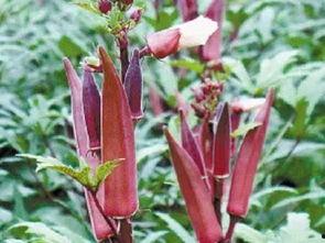 网红秋葵卷,网红美食新宠，健康美味两不误