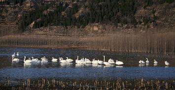 平陆三湾湿地新闻头条,生态宝地焕新颜，助力生物多样性保护